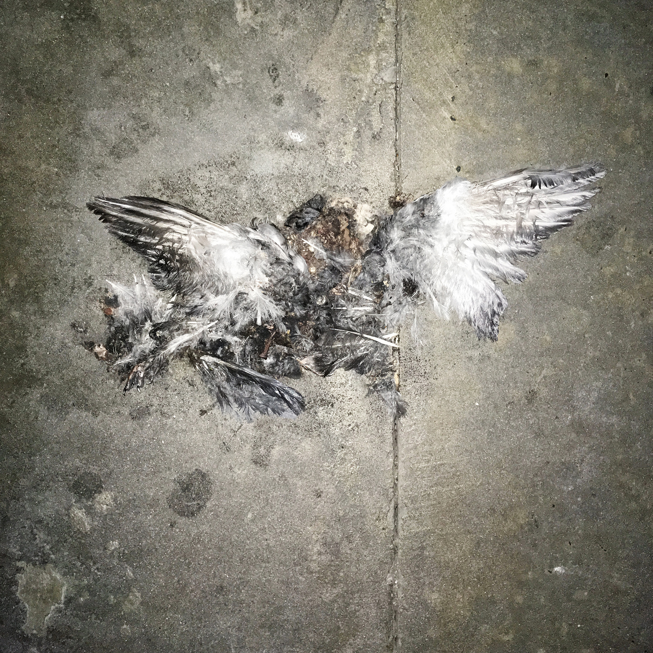 Daedalus, art, work, photography, dream, flying, ikarus 